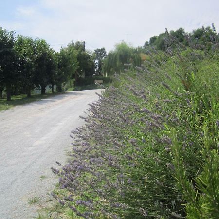 Le Spighe Agriturismo เชซานา ภายนอก รูปภาพ