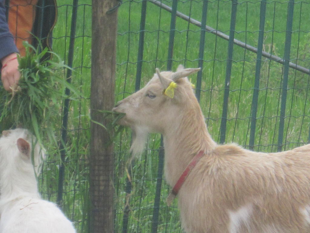 Le Spighe Agriturismo เชซานา ภายนอก รูปภาพ