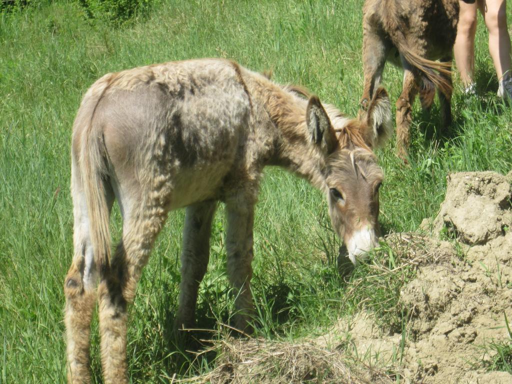 Le Spighe Agriturismo เชซานา ภายนอก รูปภาพ