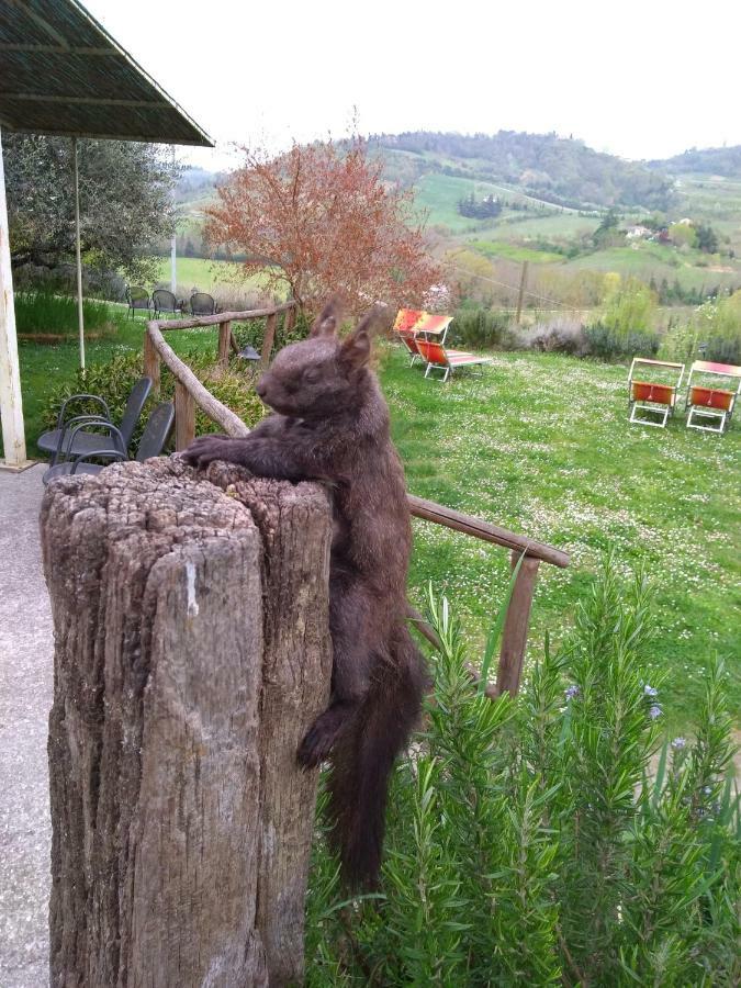Le Spighe Agriturismo เชซานา ภายนอก รูปภาพ